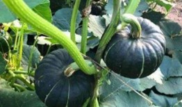 网红吃瓜那些事,揭秘娱乐圈幕后那些事