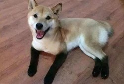 狗子黑料爆料视频大全最新,最新爆料视频大全深度解析