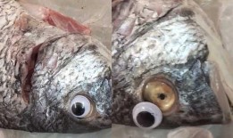 于鱼鱼视频爆料,独家内幕大公开