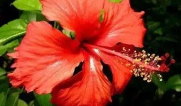 直播爆料扶桑花的视频大全,扶桑花视频大全，尽览花卉之美