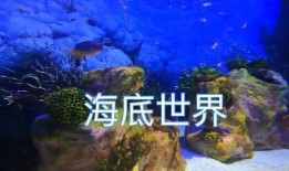 谁爆料热带鱼视频,热带鱼视频背后的惊人真相揭露