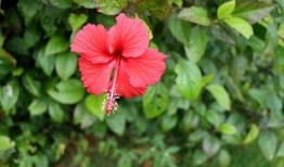 直播爆料扶桑花的视频大全,扶桑花视频大全，尽览花卉之美