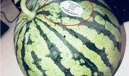 网红吃瓜搞笑,带你领略网络狂欢盛宴