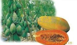 吃瓜的台湾网红是谁,台湾网红“吃瓜达人”揭秘娱乐圈幕后故事