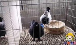 鸽子哥深圳爆料视频,鸽子哥揭秘城市热点事件