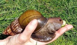 在线观看免费观看蜗牛,在线观看无障碍体验