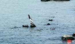 于鱼鱼视频爆料,独家内幕大公开