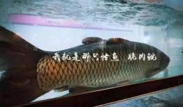 娱乐圈爆料贴会飞的鱼,会飞的鱼背后的惊人真相