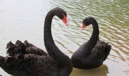 黑天鹅视频爆料是真的吗,真相还是炒作？揭秘事件背后真相