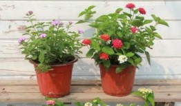 泗阳八卦爆料事件视频最新,真相与疑云交织