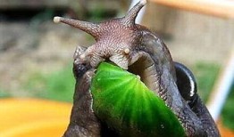 在线观看免费观看蜗牛,在线观看无障碍体验