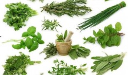 野菜生活爆料视频大全,视频大全带你领略自然之美