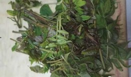 野菜生活爆料视频大全,视频大全带你领略自然之美