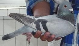 鸽子哥深圳爆料视频,鸽子哥揭秘城市热点事件