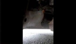 鸽子哥深圳爆料视频,鸽子哥揭秘城市热点事件