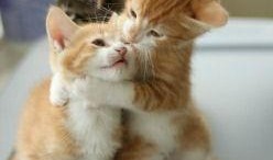 娱乐吃瓜小猫咪小说,小猫咪的娱乐圈冒险之旅